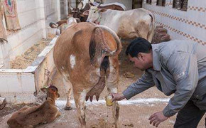 Clip: Xếp hàng uống nước đái bò chữa... bách bệnh