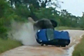 Clip: Voi 'điên' húc tung ôtô văng xa 40 mét