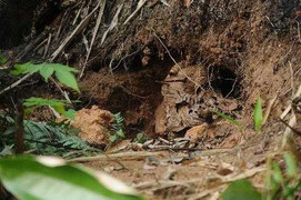 Đi săn con ‘đốt đâu chết đấy’ ở Hà Giang1234