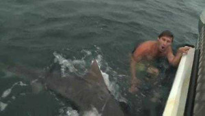 Cá mập hỏi thăm, khiếp sợ tột độ