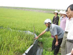 Bẫy chuột, bẫy chết cô hàng xóm