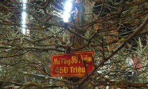 Cận cảnh cây mai 99 năm tuổi, giá bạc tỷ ở miền Tây