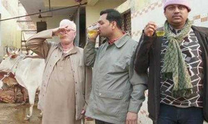 Uống nước tiểu bò trị được ung thư?