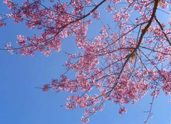 Sắc hồng quyến luyến của mai anh đào Đà Lạt