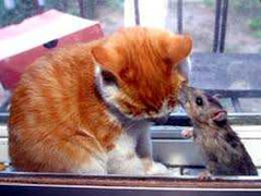 Xem 'Tom và Jerrry' ngoài đời thực