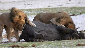 Kinh ngạc sư tử hung hãn cưỡi lưng voi