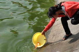 Clip: Cá chép 'chầu trời' bị vớt ngay khi vừa thả