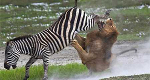 Sư tử hộc máu sau cú đá hậu như trời giáng của ngựa vằn