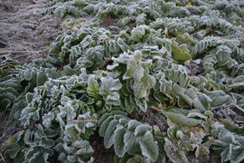 Miền Bắc có nơi rét 0 độ, miền Nam lạnh kỷ lục