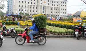 Ảm đạm thị trường hoa Tết Đà Nẵng