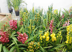 Sành điệu với chơi hoa ngày Tết