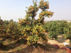 Quất thế, đào cổ thụ ủ rũ 'đứng đường' đón khách