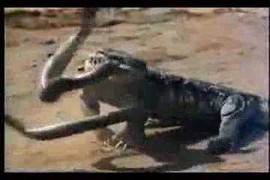 Nín thở xem rồng Komodo quăng quật hổ mang chúa