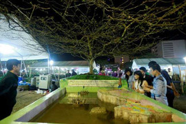 Những cây cảnh tiền tỷ ở chợ Tết Giáp Ngọ