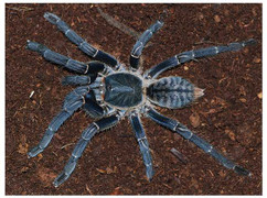 Xem chiêu 'độc' giúp nhện hạ gục ong trong nháy mắt