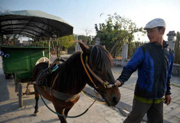 Xe khách ngựa kéo đặc biệt ở Hải Dương