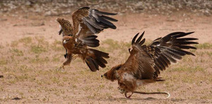 Đại bàng hỗn chiến rắn hổ mang cực độc