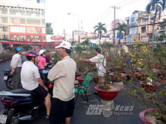 TP.HCM: Đào, quất ế ẩm ngày cuối năm