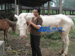 Chuyện người đàn bà chăn ngựa bạch bên sông Hồng