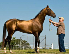 Loài ngựa truyền thuyết lông ánh kim, mồ hôi đỏ như máu