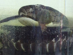 Bắt được rắn hổ chúa 'khủng', dài 4m