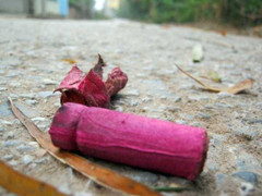 Xác pháo đỏ đường ngày Tết ở Hưng Yên