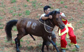 Về Bằng Hành xem ngựa đấu