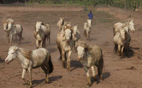 Hàng trăm bạch mã tung vó trong lòng Hà Nội