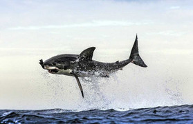 Cá mập trắng khổng lồ phi thân đớp gọn hải cẩu