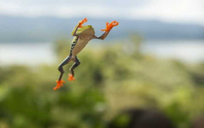 Cận cảnh loài ếch bay lạ ở Trung Mỹ