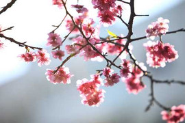 Không khí lạnh gây mưa, miền Bắc trời rét