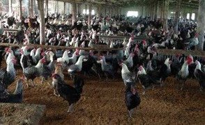 Trùm tà đạo hành xác kinh dị và 14.000 con gà Ai Cập