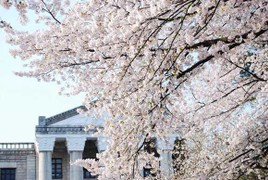 Đại học đẹp rực rỡ trong sắc hoa anh đào