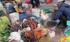 'Họ hàng nhà cúm' bủa vây Việt Nam