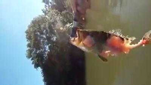 Tốc độ cắn xé kinh hoàng của cá piranha