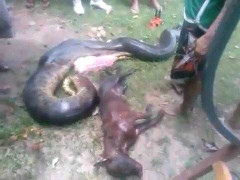 Mổ bụng trăn lấy ra chó