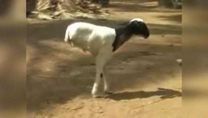 Con dê đi bằng hai chân