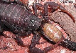 Những loài có sở thích ăn thịt đồng loại