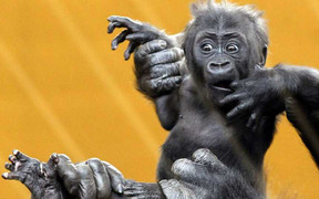 Ảnh trong ngày: Đười ươi mặt ngơ ngác như người