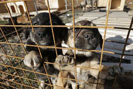 Tỷ phú nhôm giải cứu 2000 chó lạ ở Olympic Sochi 2014