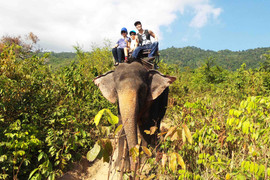 Nathan Lee cưỡi voi du hí đất Thái