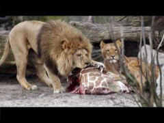 Vườn thú giết hươu cao cổ cho sư tử ăn gây phẫn nộ