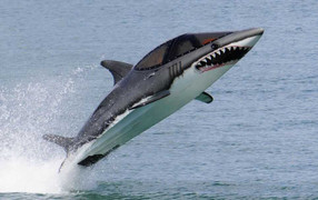 Cận cảnh những con cá mập sắt giá gần 1.4 tỉ đồng