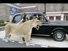 Cận cảnh con lai khổng lồ giữa sư tử và hổ