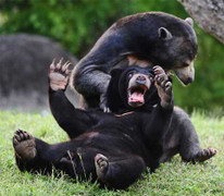 Ảnh: Những trận tử chiến dữ dội của gấu