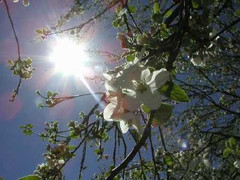 Rét đậm, rét hại vẫn chưa rời miền Bắc