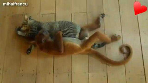 Clip loài vật thể hiện tình cảm làm tan chảy trái tim người xem