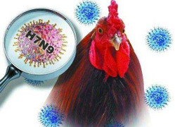 Chủng virus cúm nguy hiểm nhất nhì nguy cơ xâm nhập VN