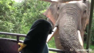 Kinh hoàng cảnh voi tấn công ôtô tìm thức ăn