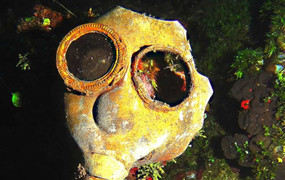 Phát hiện nghĩa địa tàu chiến khổng lồ ở Thái Bình Dương